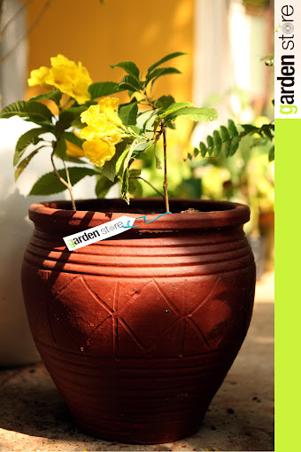 garden store – Garden Lifestyle Chennai