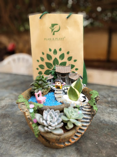 PLAN A PLANT