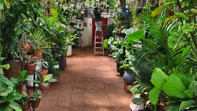 Plant People – Plant Nursery, Gardening Supplies, Pots, Planters and Garden Accessories